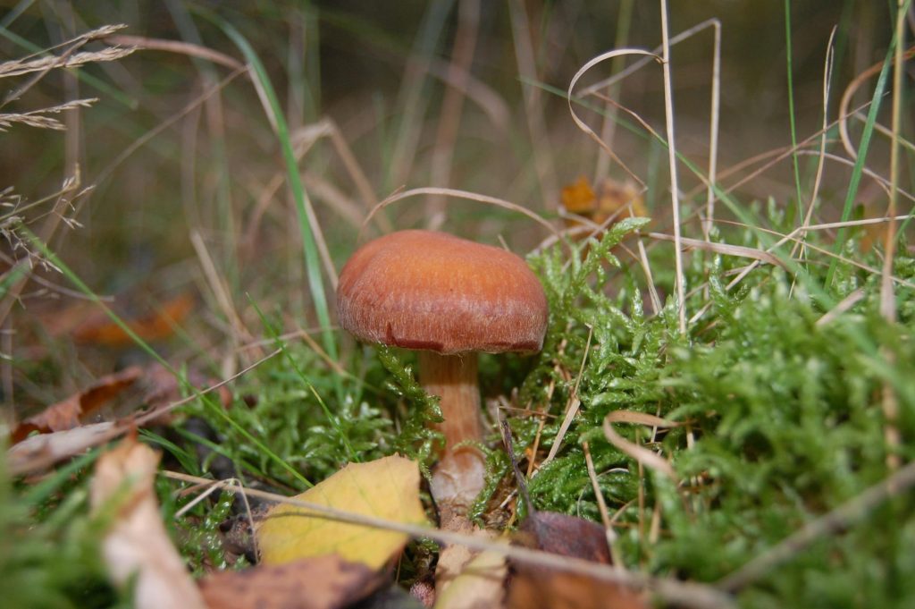 Detailed view of a wild mushroom growing amidst moss and grass in a forest setting.