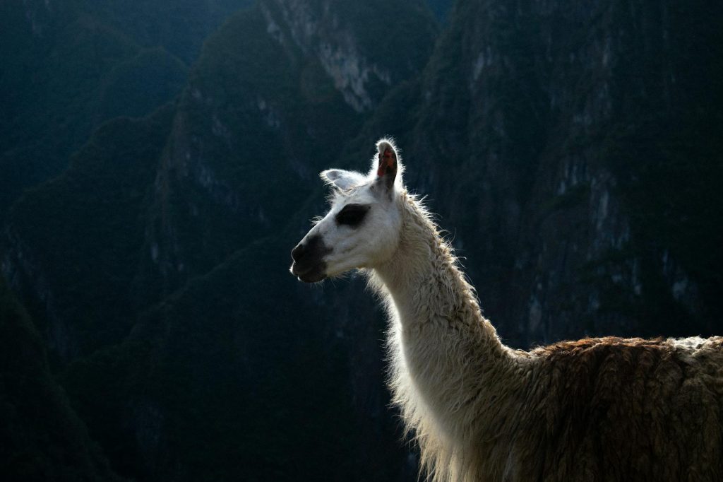 A llama stands against the backdrop of the Andes Mountains in Cusco, Peru.